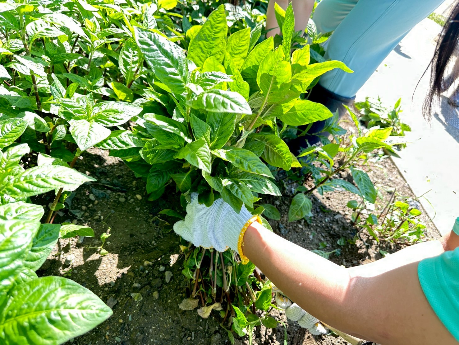 IMG_7781_202506051331004